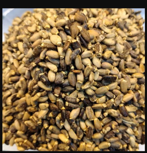 بذور شوك الحليب