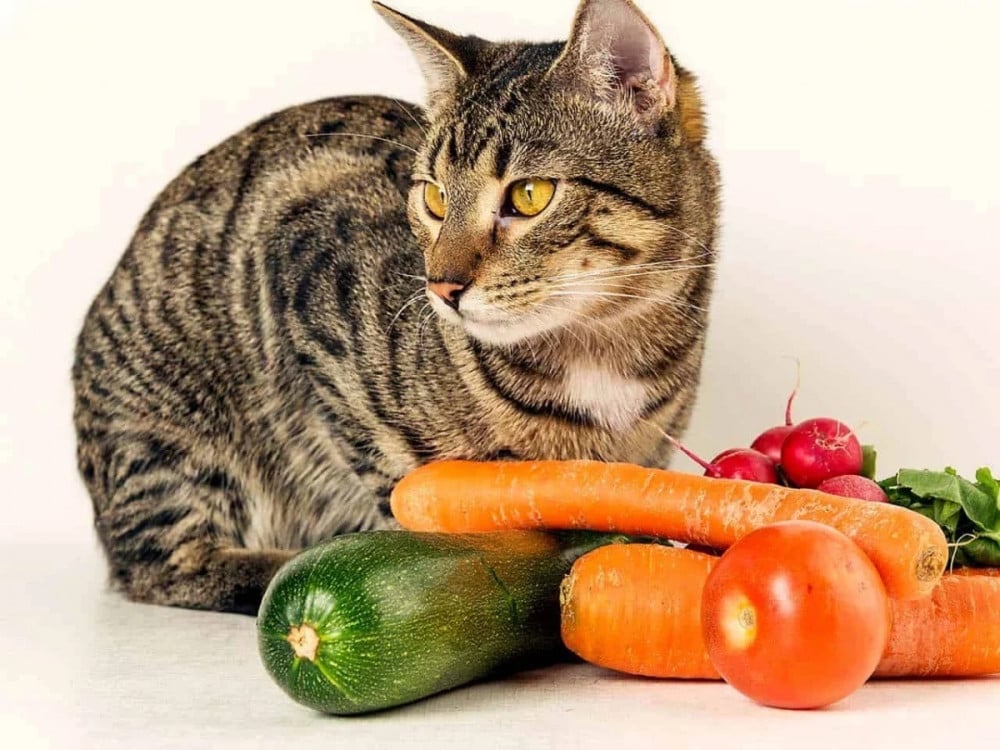 الخضروات التي تأكلها القطط