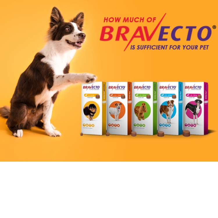 Bravecto Dose