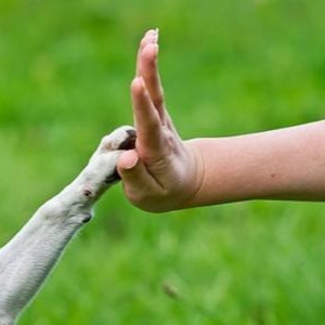 تدريب الكلاب