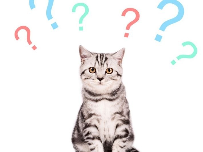 أسباب مواء القطط بشكل متكرر