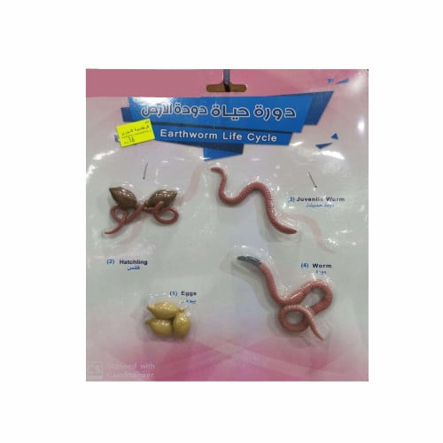 دورة حياة دودة الأرض