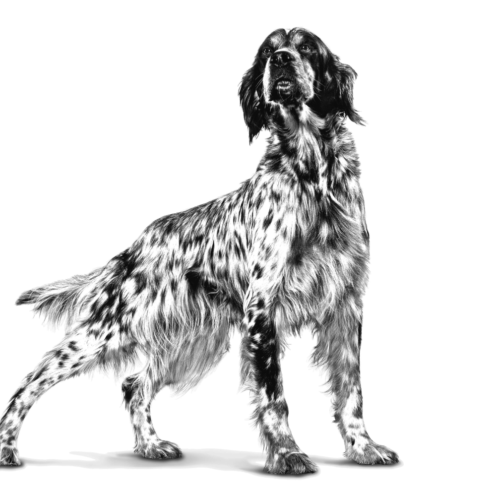 رويال كانين طعام جاف جاسترو انتستينال للعناية بالجهاز الهضمي للكلاب