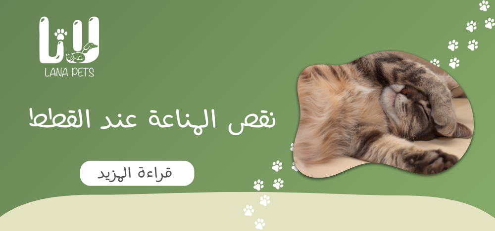 Learn about the symptoms and causes of immunodeficiency in cats.