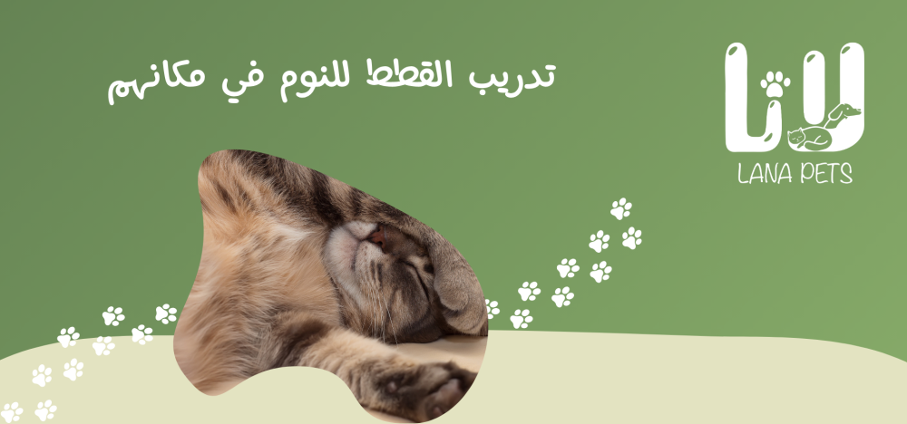 Litter training and encouraging cats to use their own home