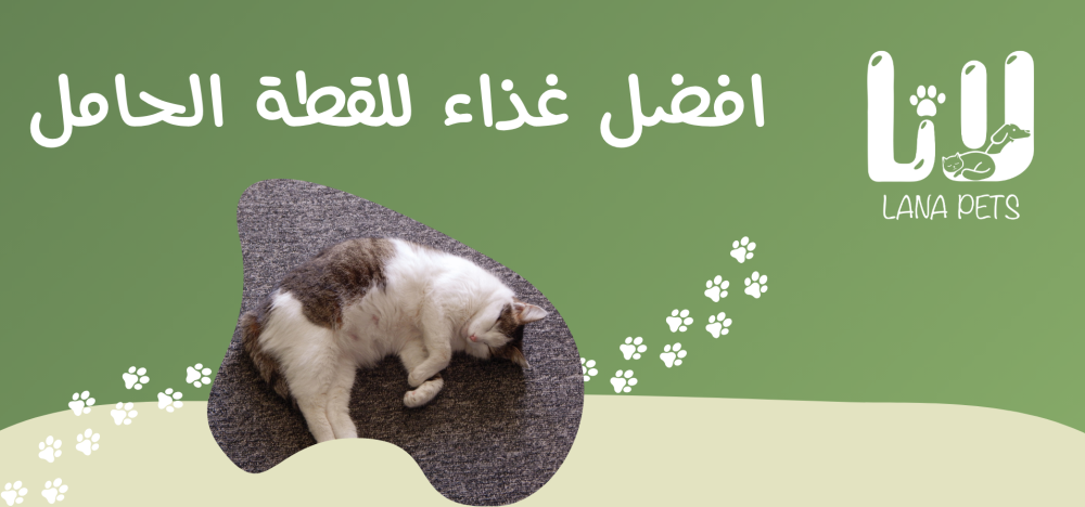 أفضل غذاء للقطة الحامل