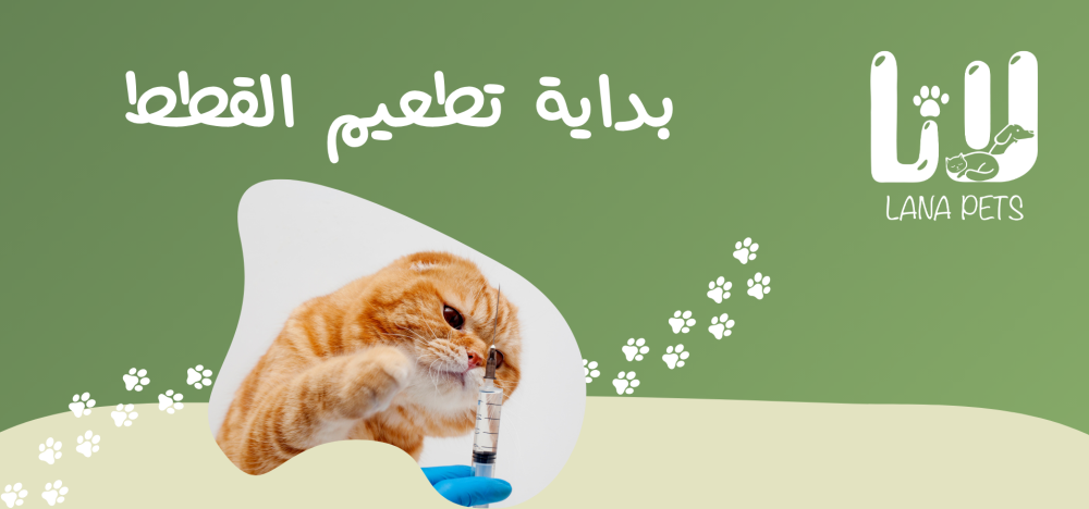 متى يبدأ تطعيم القطط الصغيرة للحفاظ على صحة قطتك
