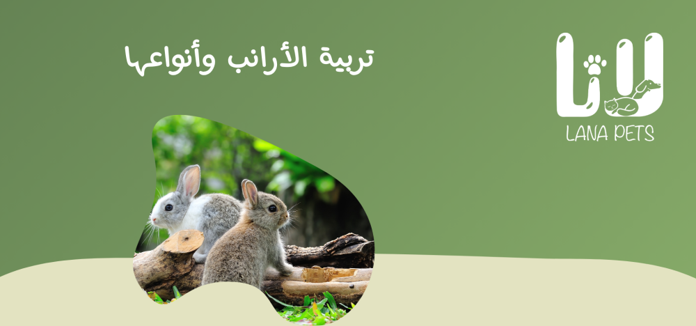 كل ما تحتاج معرفته عن تربية الأرانب وأنواعها