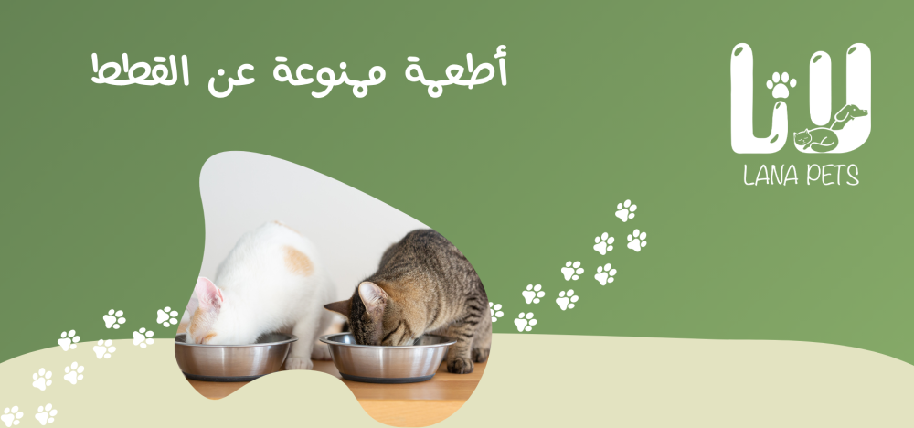 ما هو الاكل الممنوع للقطط ؟ قائمة بالأطعمة الضارة التي يجب تجنبها