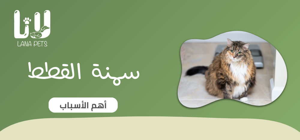 التغذية الصحيحة لمعالجة زيادة الوزن لدى القطط: