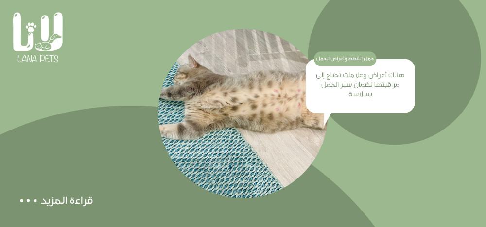 Cat Gestation Duration and Pregnancy Symptoms: A Brief Comprehensive Guide to Caring for a Pregnant Cat