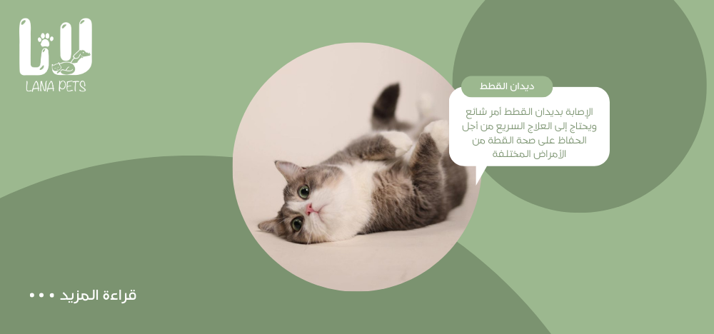 اعراض ديدان القطط | كيف تكتشف الإصابة وتتعامل معها؟