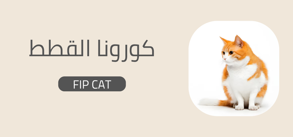 حول علاج "كورونا القطط" (FIP): الأسباب، الأعراض، وطريق الشفاء