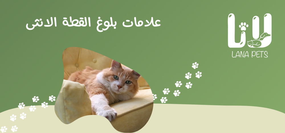 علامات بلوغ القطة الانثى | كيف تعرف أن قطتك جاهزة للتزاوج؟