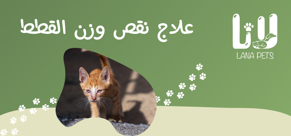 How to Treat Underweight Cats and Help Them Reach Their Ideal Weight