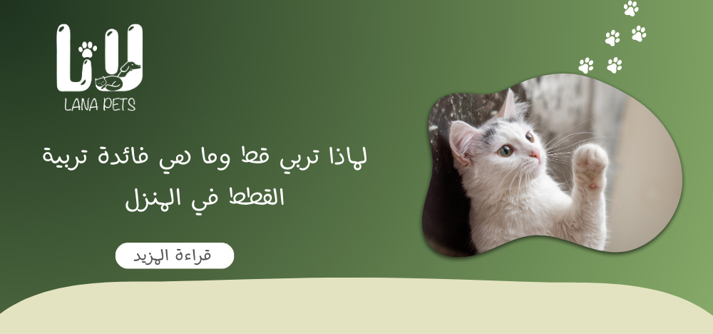 لماذا تربي قط وما هي فائدة تربية القطط في المنزل
