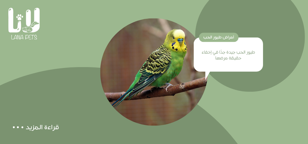 ما هي أمراض طيور الحب الأكثر شيوعًا وكيفية علاجها؟