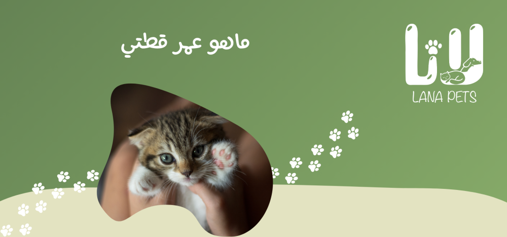 كيف تحسب عمر القطط بدقة دليل شامل لكل مربي قطط