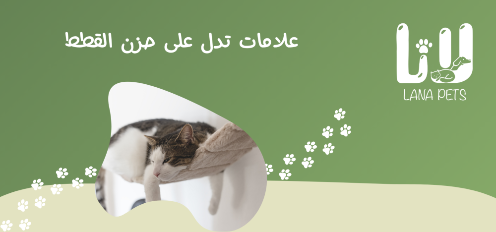 Signs of Cat Grief and How to Understand and Help Your Cat