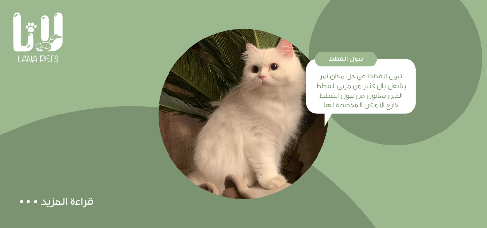 أسباب تبول القطط في أماكن غير المخصصة وكيفية علاجها