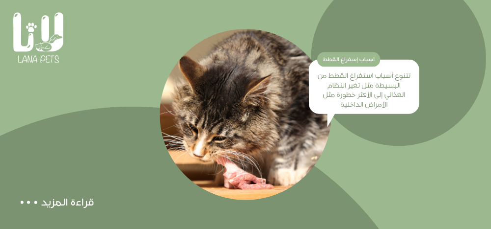 Causes of Cat Vomiting and Treatment: A Brief Comprehensive Guide
