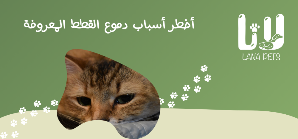 تعرف على سبب دموع القطط وحل مشاكل افرازات العين