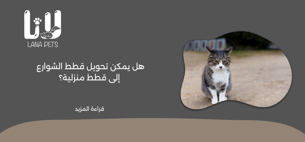 الفرق بين قطط المنزل وقطط الشوارع