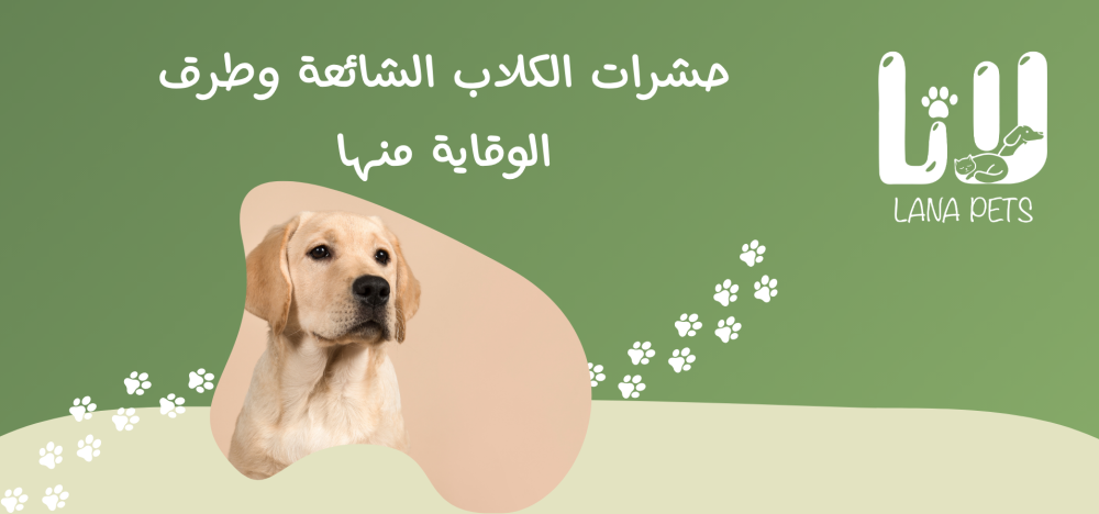 انواع حشرات الكلاب الشائعة وطرق الوقاية منها