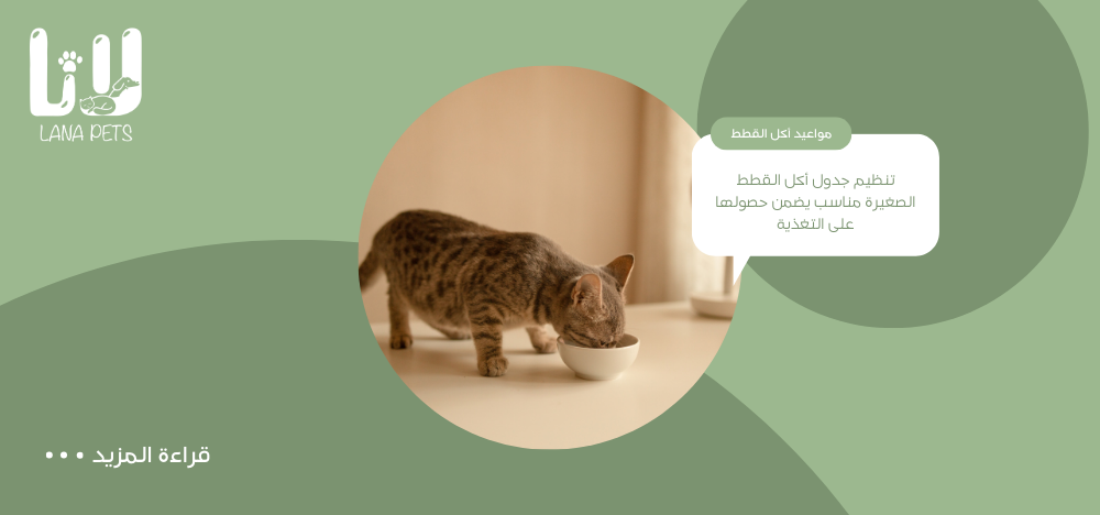 Kitten feeding times for a healthy, happy, and long life