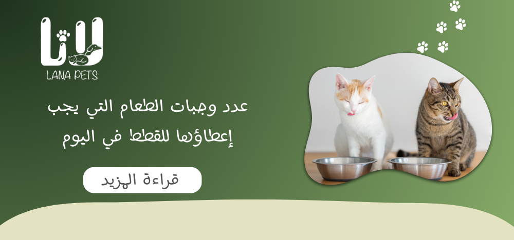 كم مرة تاكل القطط في اليوم ؟ دليل شامل لمربي القطط