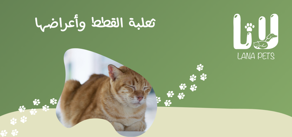 ثعلبة القطط | الأسباب، الأعراض، وطرق العلاج الفعّالة