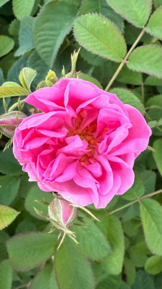 نبذه عن الورد الطائفي