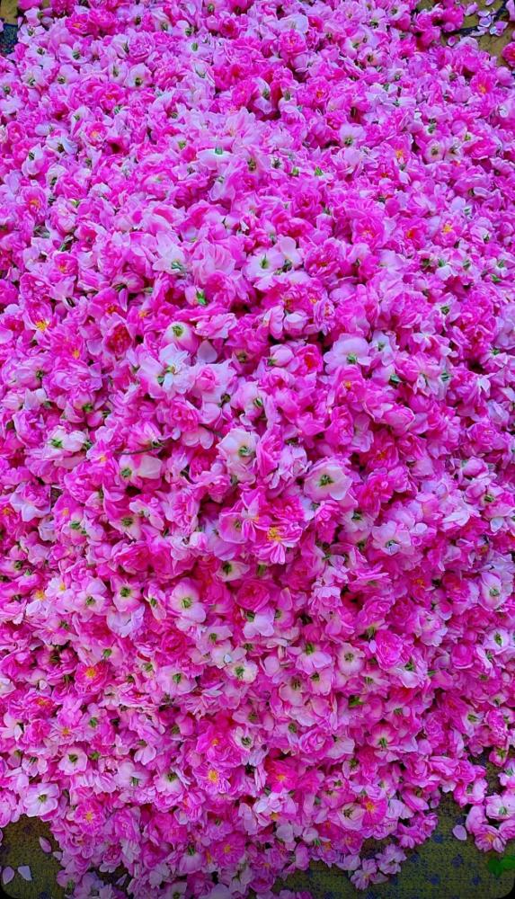 فوائد الورد الطائفي للبشره