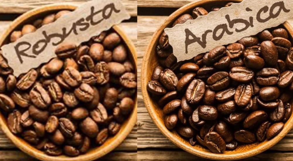 Arabica-and-Robusta-coffee