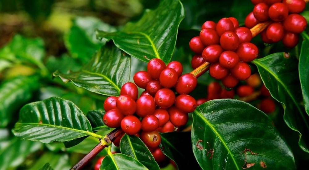 Coffee-crops-and-types