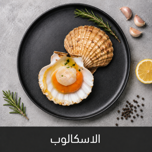 السكالوب