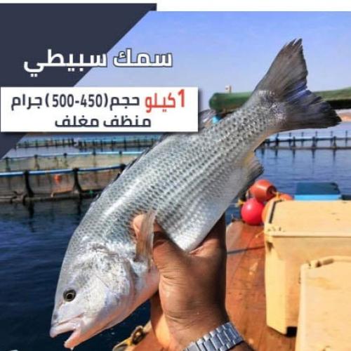 1 كيلو سمك سبيطي