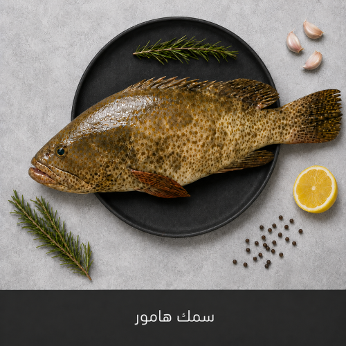 سمك هامور