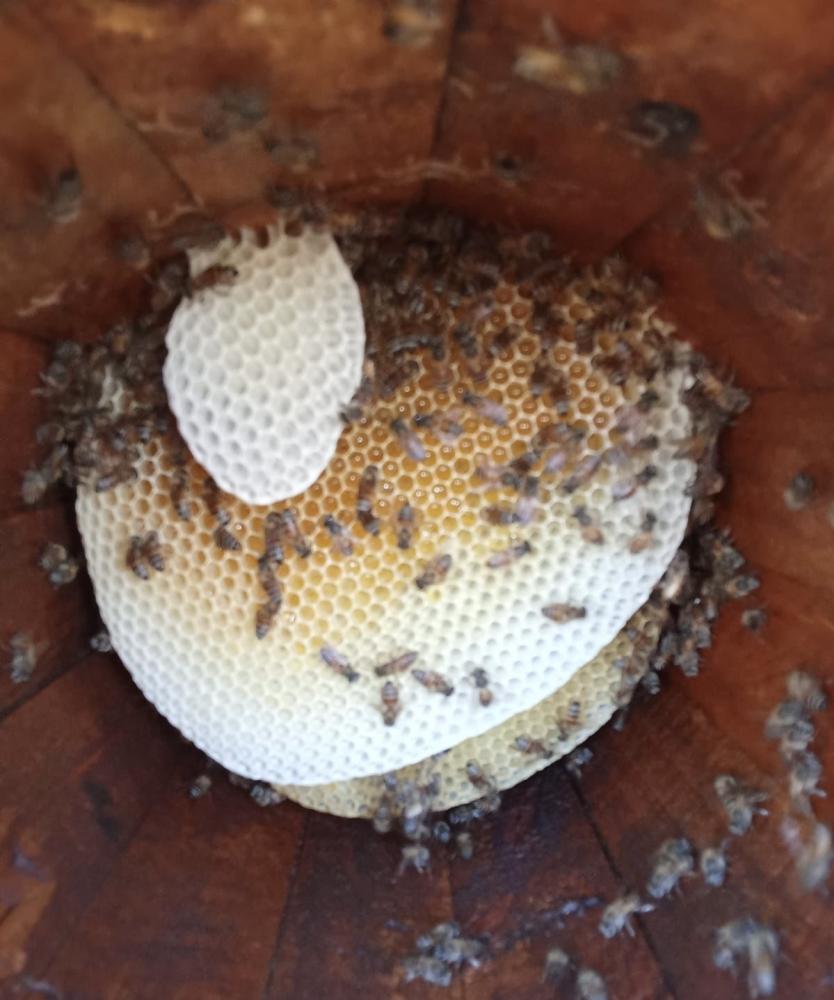 فوائد عسل السدر الجبلي الأصلي للمناعة والطاقة في السعودية