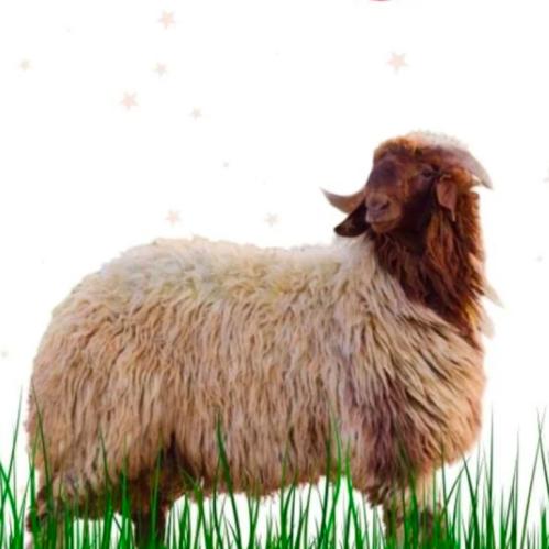 هرفي نعيمي صغير