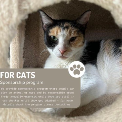 كفالة قط اكل و فواتير طبية لمدة سنة sponsor a cat...