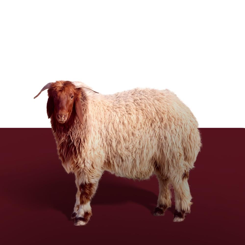 تطبيق الجزيرة للذبائح بجدة