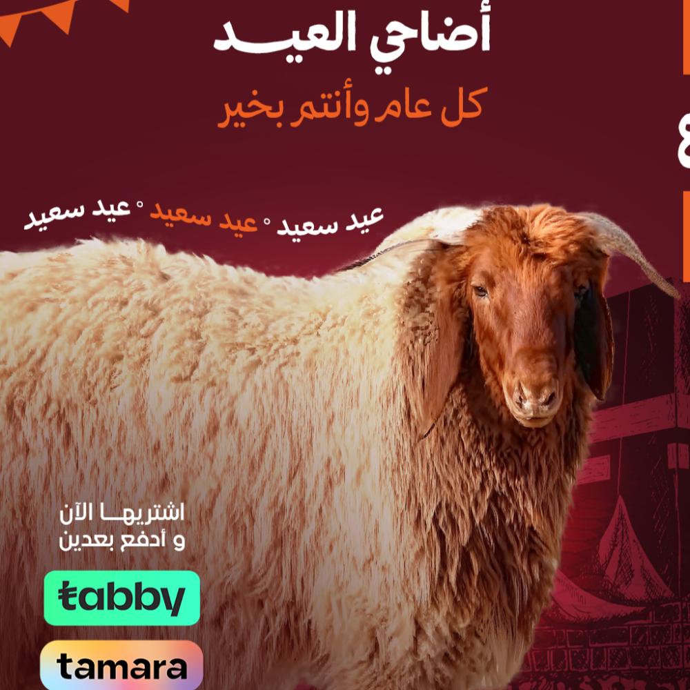 أضاحي تابي بالرياض