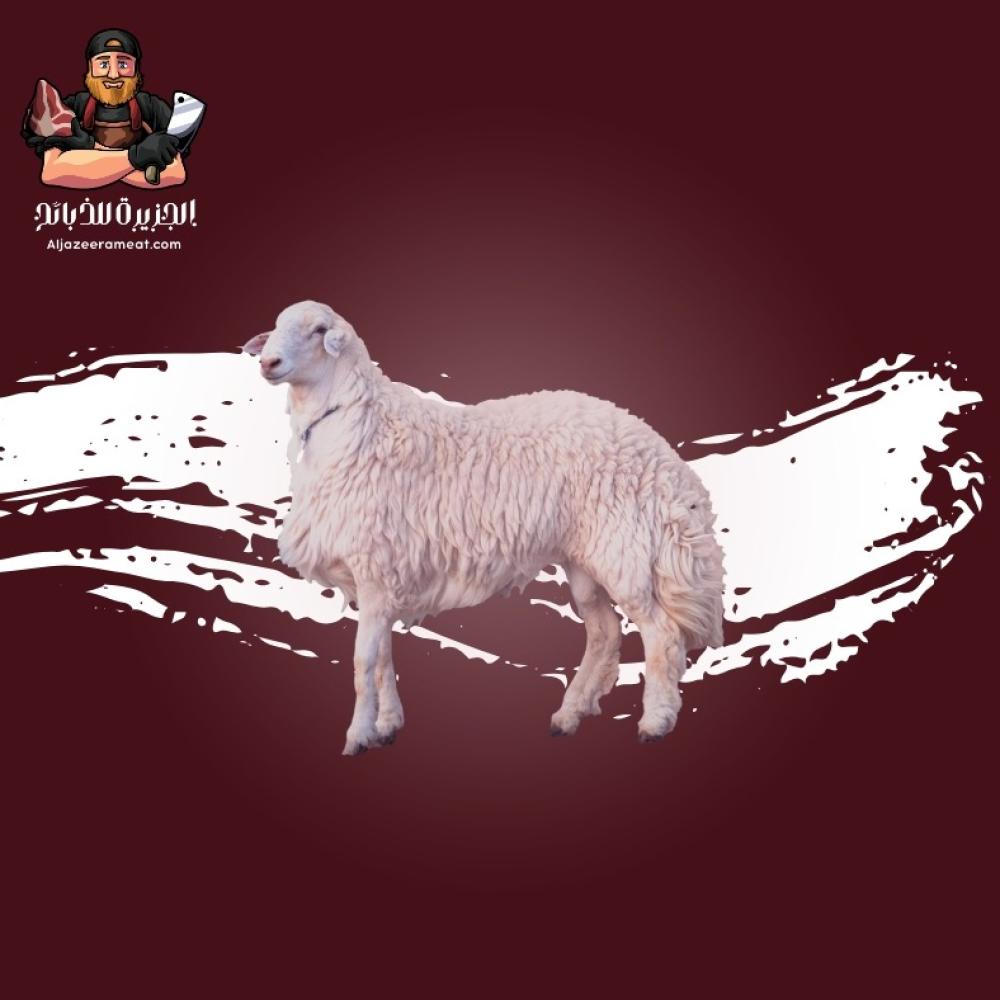 ذبايح خميس مشيط