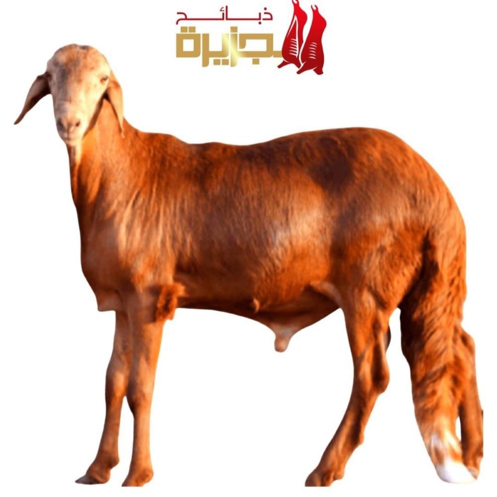 ذبايح سواكني الرياض