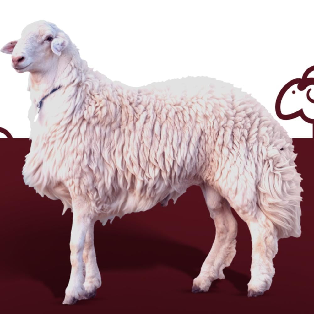 اضاحي العيد