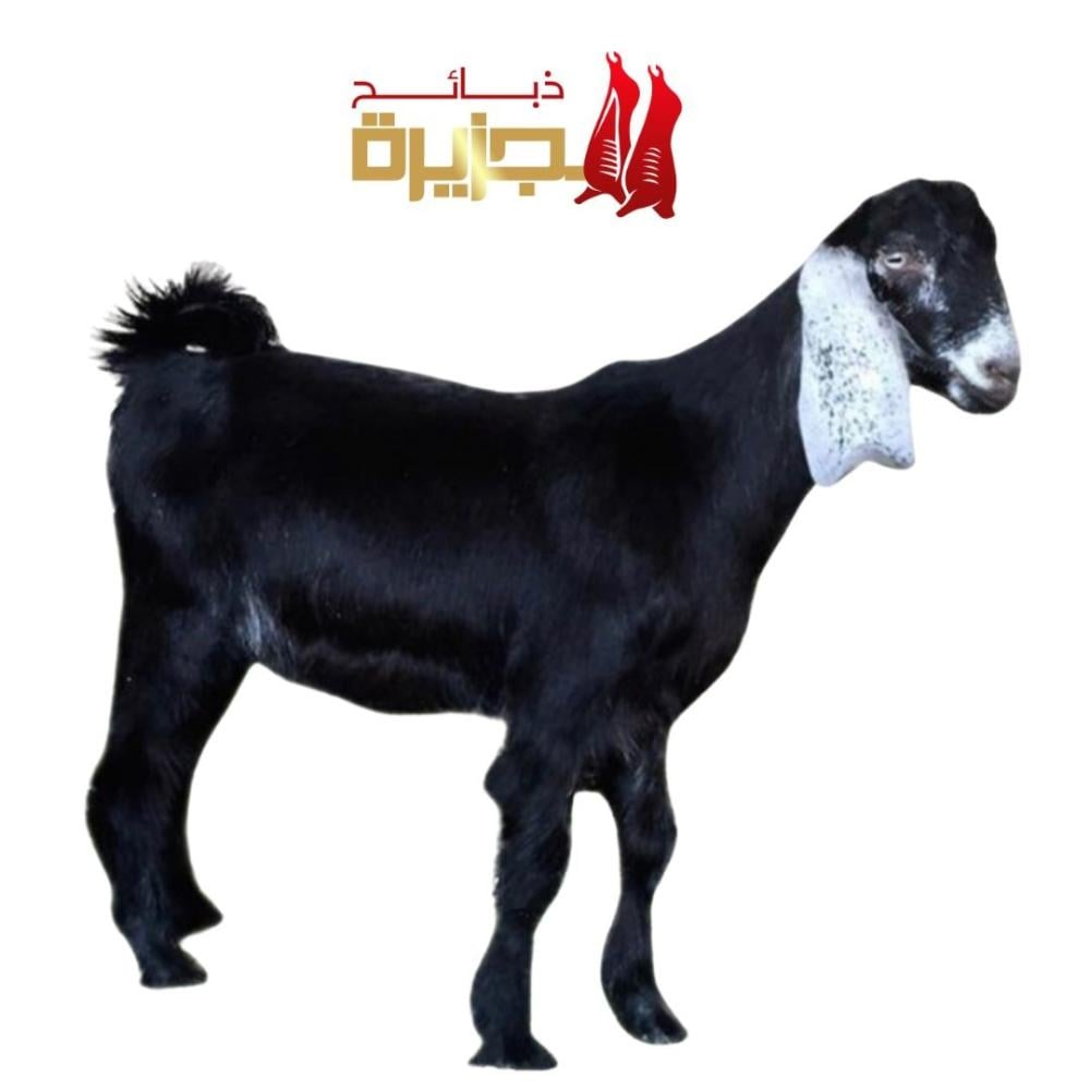 ذبايح تيوس في الرياض