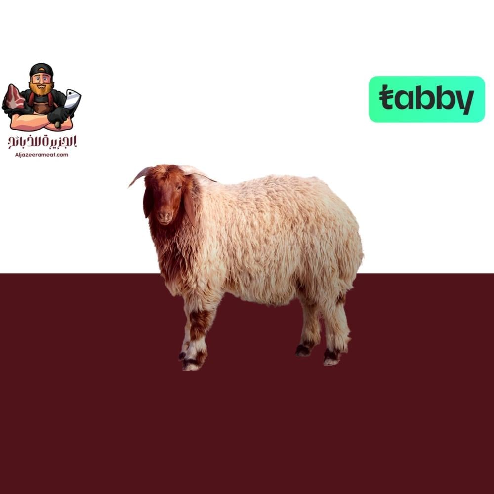 ذبايح تقسيط تابي خميس مشيط