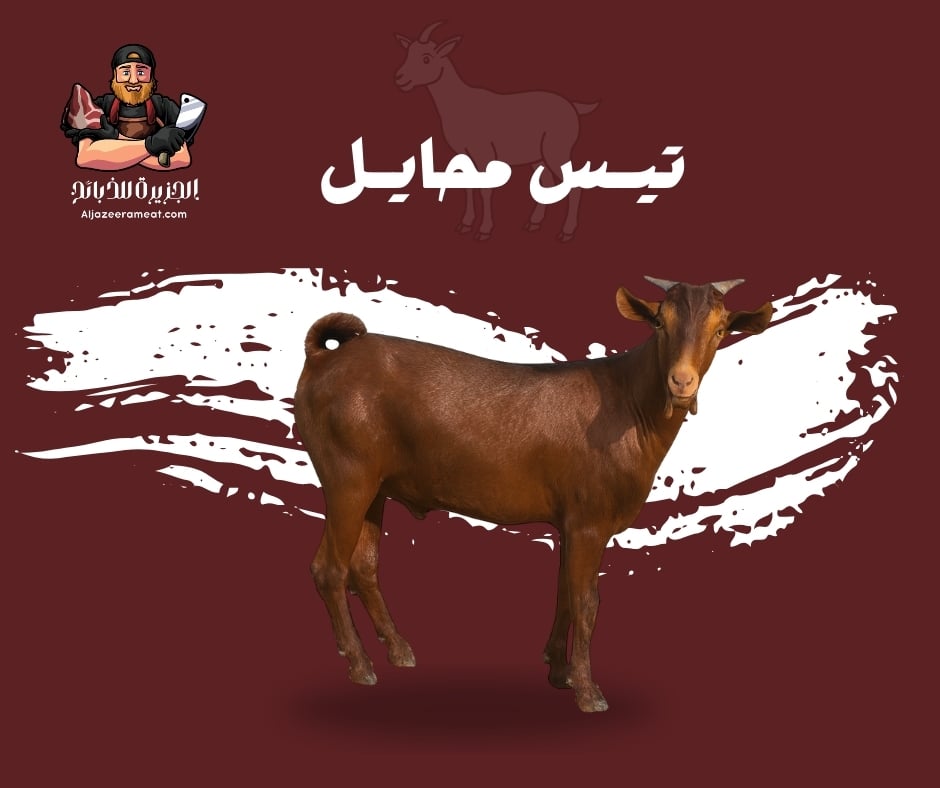 تيس محايلي