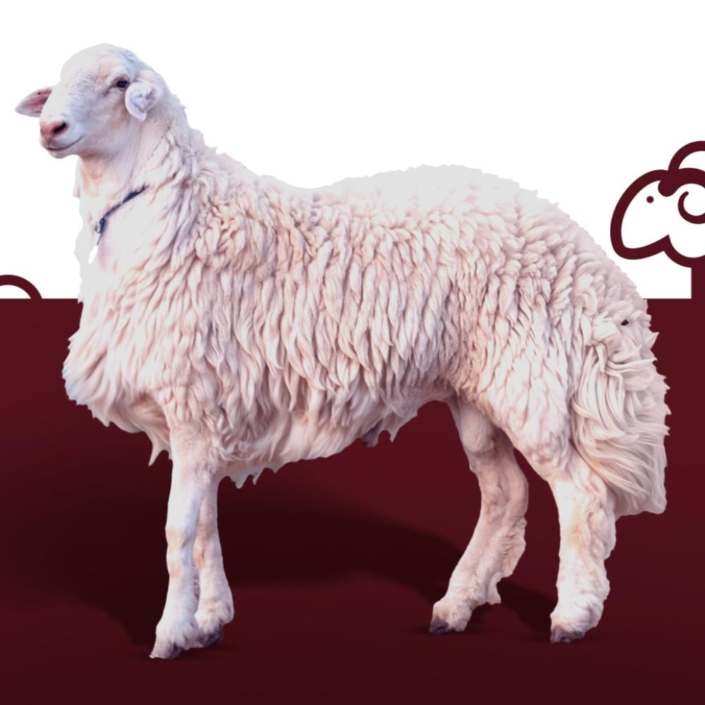 خروف حري أفضل أنواع الأغنام